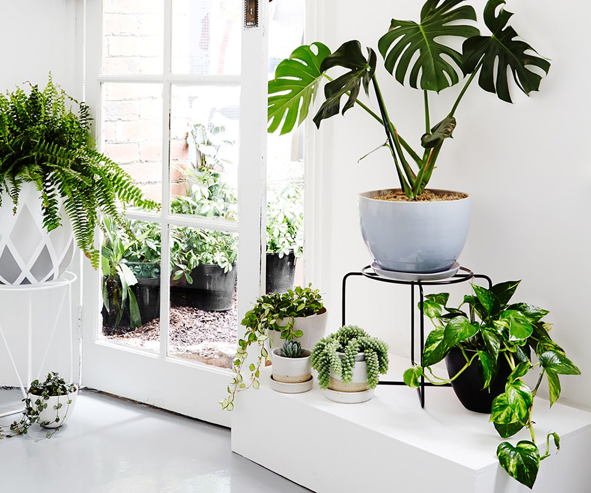 INSPIRAÇÃO • Decorando ambientes internos com plantas - Escudero & Co